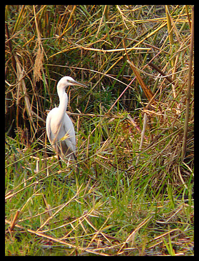 aigrette